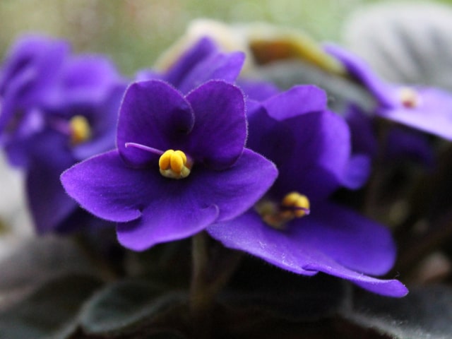 African Violet Propagate