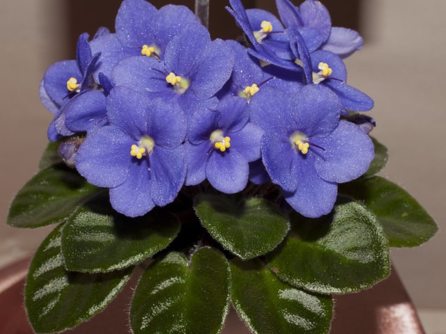 African Violets Growing