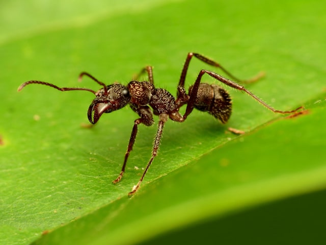 Ant In Plant