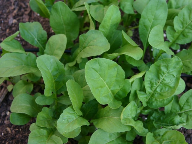 Arugula Popular Salad Green