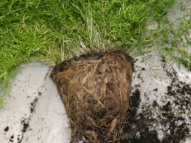 Asparagus Fern Root Ball