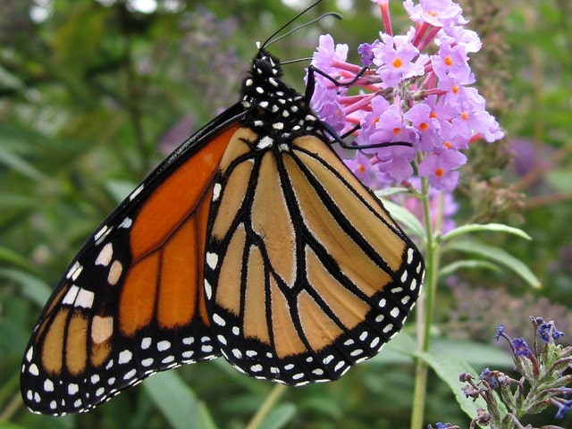 Attract Butterflies To Garden