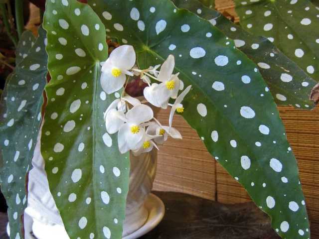 Begonia Maculata Polka Dot