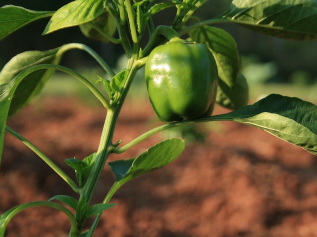 Bell Pepper Growing Tasty