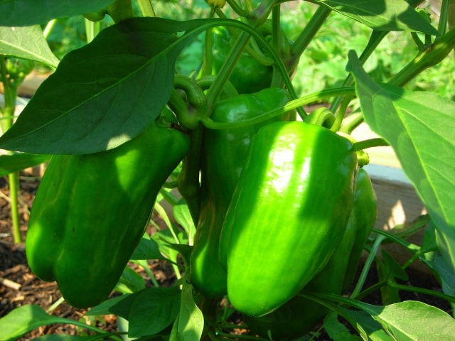 Bell Peppers Growing