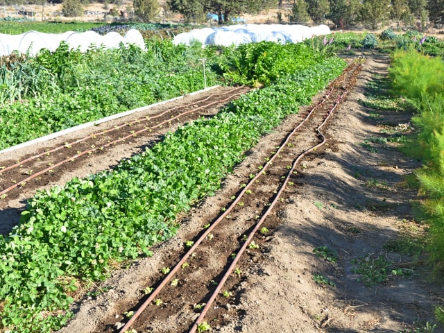 50M drip irrigation pipe,USES LESS WATER,IDEAL FOR HEDGES! UNBEATABLE PRICE 