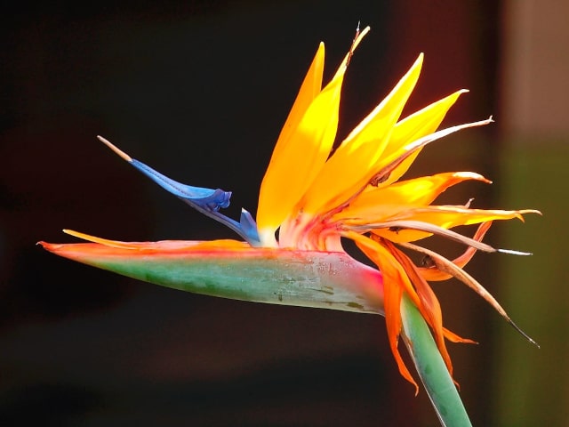 Bird Of Paradise Plant Blooming