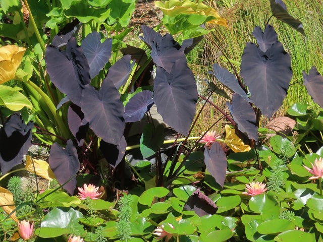 Black Elephant Ear Colocasia Varieties