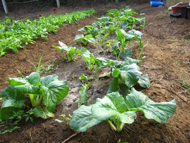 Cabbage Garden Vegetables