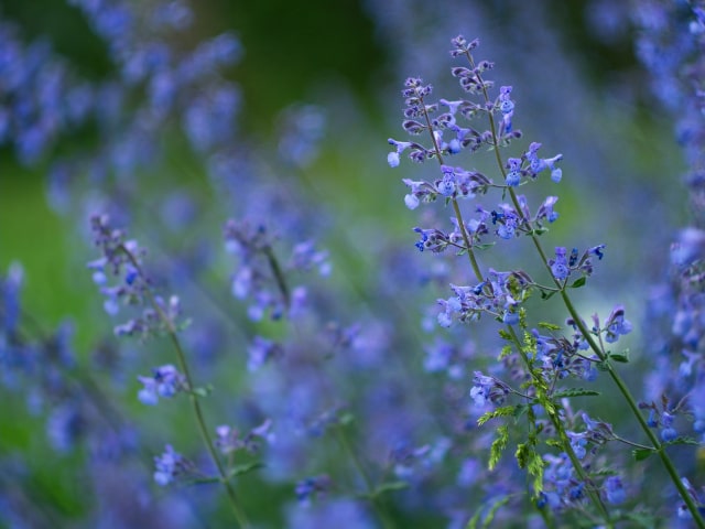 Catmint Purple Flowers