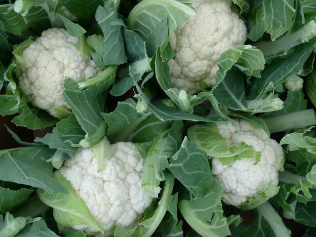 Cauliflower Shade Vegetables