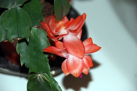 Christmas Cactus Flower