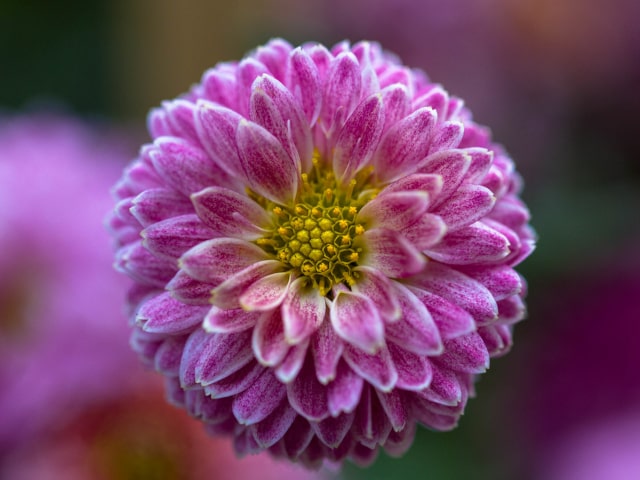 
Chrysanthemum Flower
