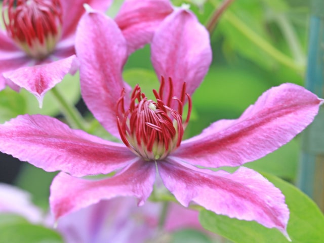 Clematis Blooming