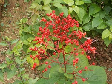 Clerodendrum Plant