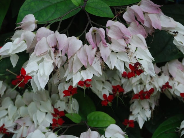 Clerodendrum Plant Care