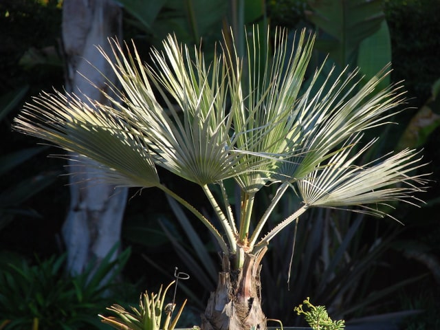 Cold Hardy Palm Tree