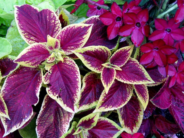 Coleus Plant Color