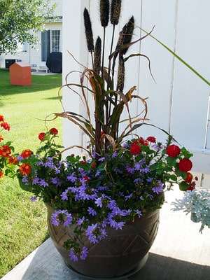 Container Flowers