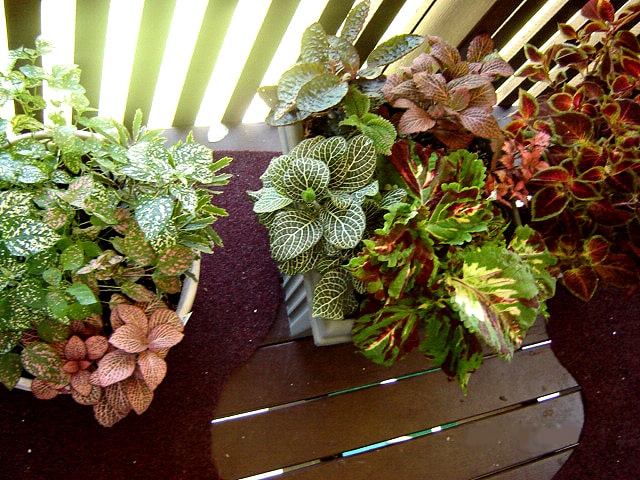 Container Plants In Shade