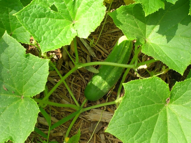 Cucumber Harvest Vegetable