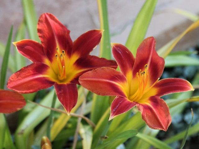Divide Daylilies