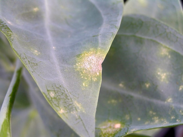 Downy Mildew Plant Disease