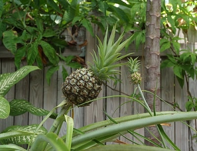 Dwarf Pineapples