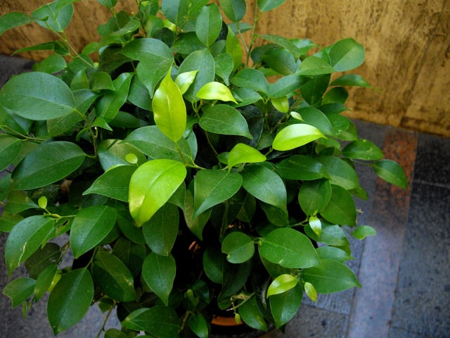 Ficus Benjamina Flowers