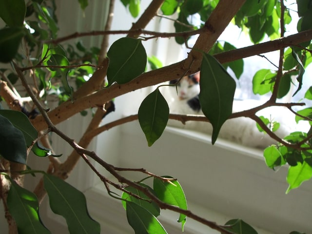 Ficus Dropping Leaves