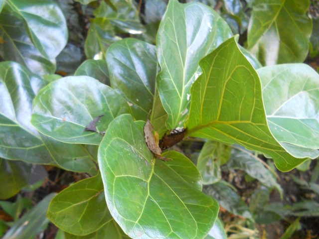 Fiddle Leaf Fig Care