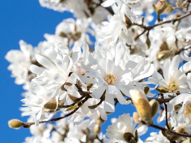 Fragrant Shrubs Star Magnolia