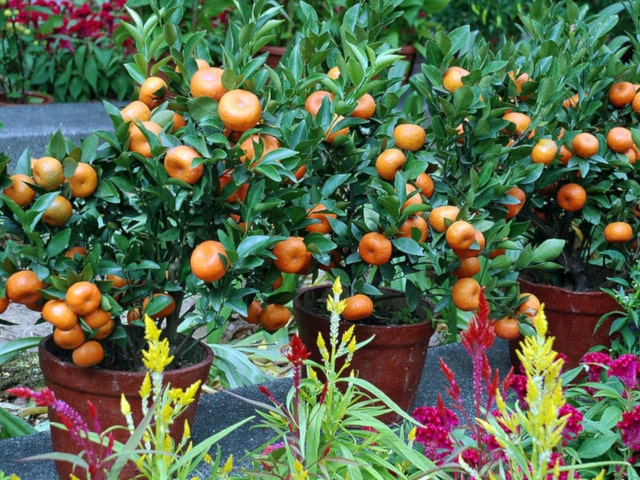 Fruit Trees In Containers