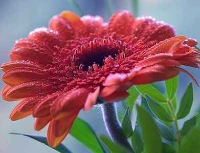 Gerbera Daisy Flower