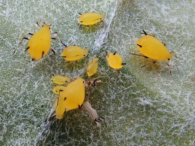 Get Rid Of Aphid Infestation