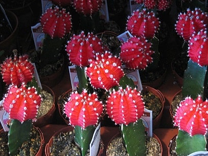 Grafted cacti
