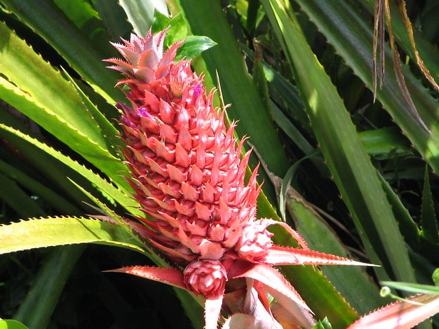 Grow Pineapple Plant
