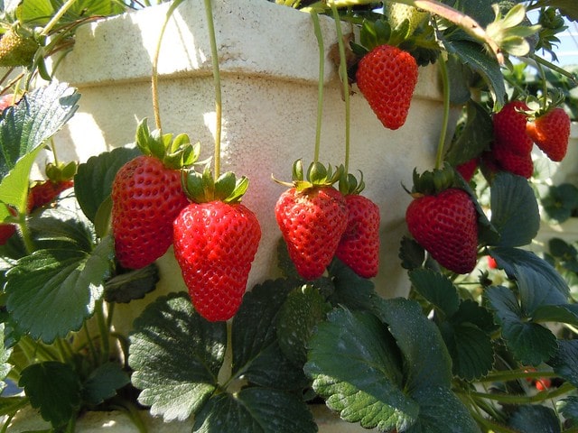 Grow Strawberries