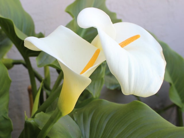 Growing Calla Lily Indoors