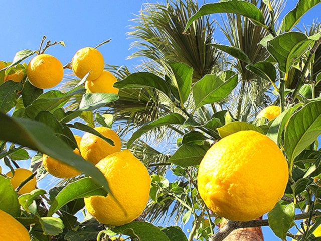 Growing Lemon Tree