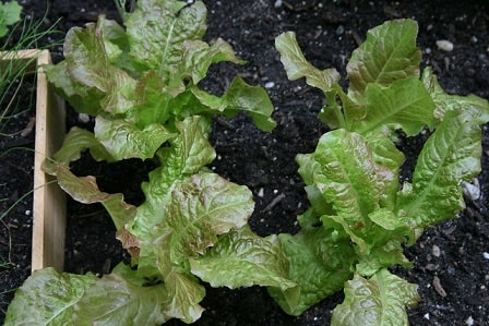 Growing Lettuce