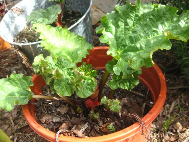 Growing Rhubarb In Container