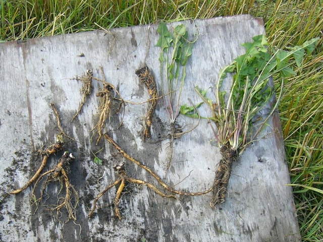 Harvest Dandelion Roots