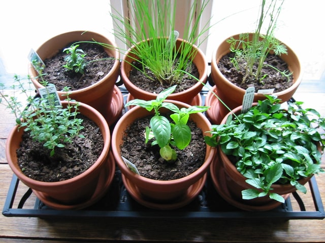 Herbs To Grow On Windowsill