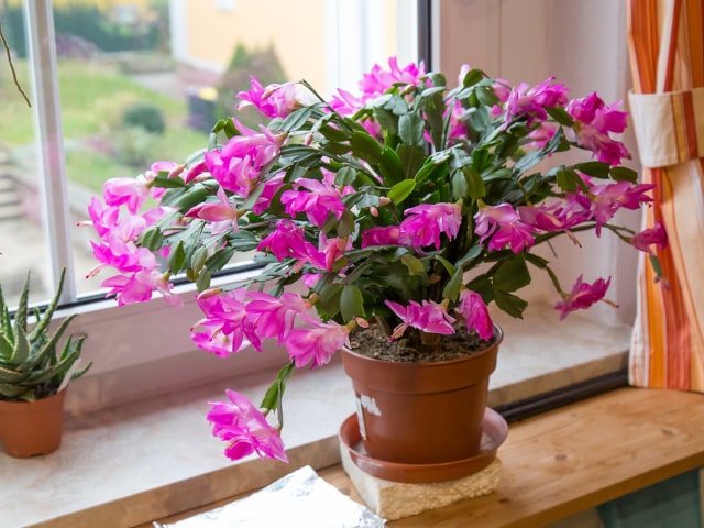 Holiday Cactus Care