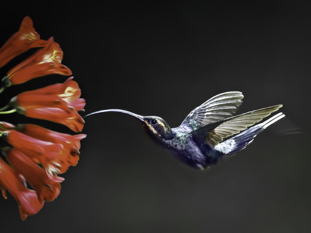 Hummingbird Garden Flower