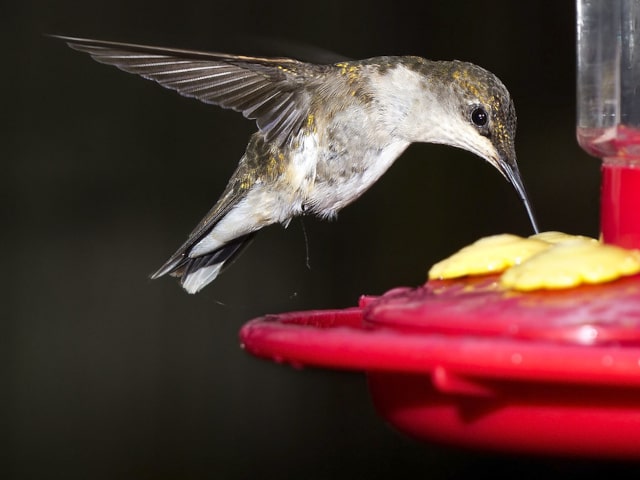 Hummingbirds Sugar Feeder