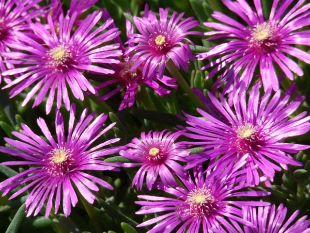 Ice Plant Blooming
