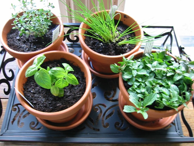Indoor Herb Garden
