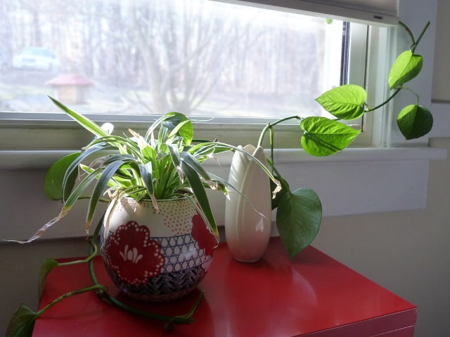 Indoor Plants Warm In Winter